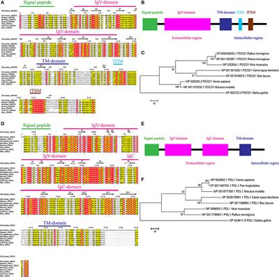 In vitro Interactions of Chicken Programmed Cell Death 1 (PD-1) and PD-1 Ligand-1 (PD-L1)